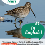 English : Guided morning tours of the Teich Bird Reserve